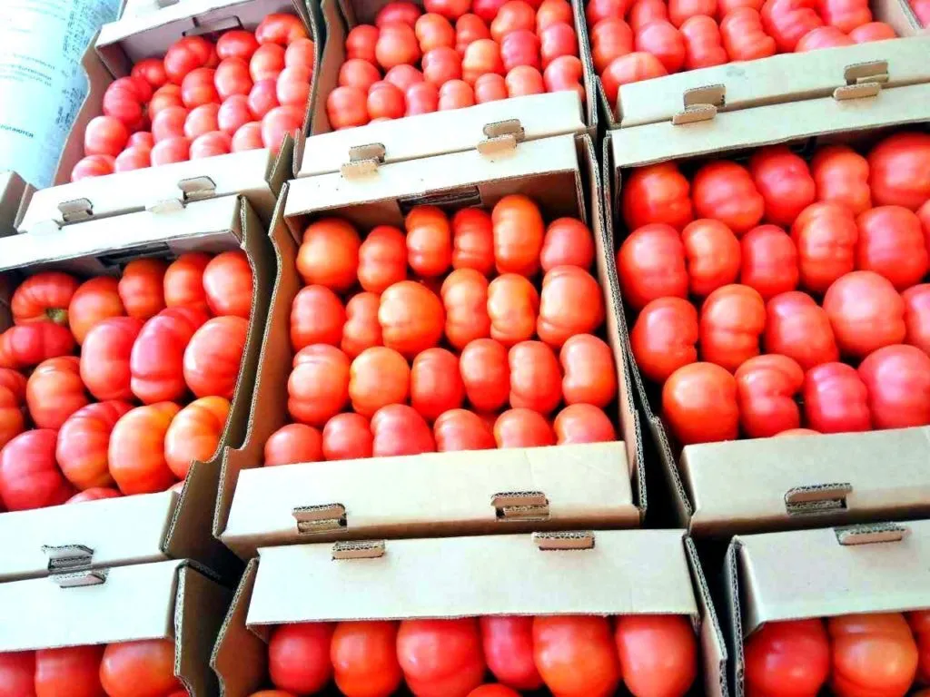 помидоры оптом в Санкт-Петербурге