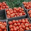 продаем оптом помидор Новичок  в Новосибирске