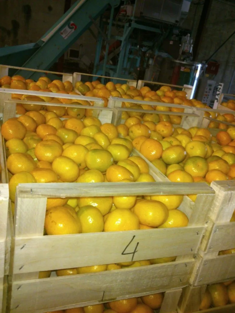 осуществляем оптовую продажу лимона  в Новосибирске
