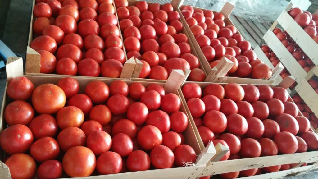поставка помидор различных сортов оптом в Новосибирске