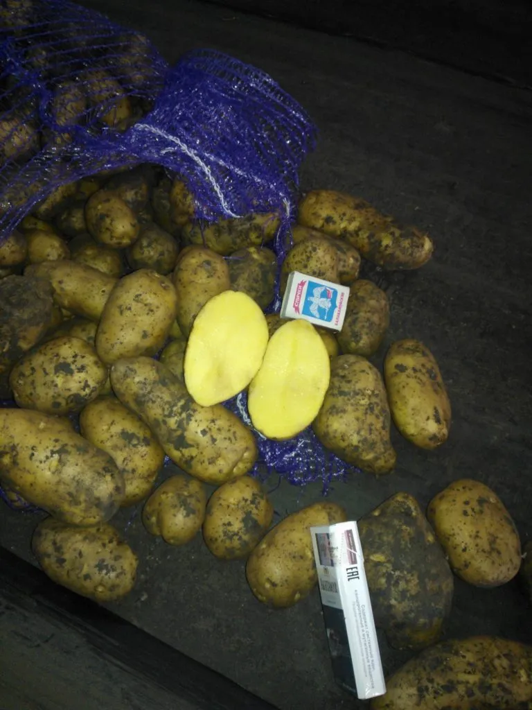картофель оптом  5+,от производителя  в Старом Осколе