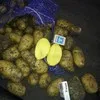 картофель оптом  5+,от производителя  в Старом Осколе