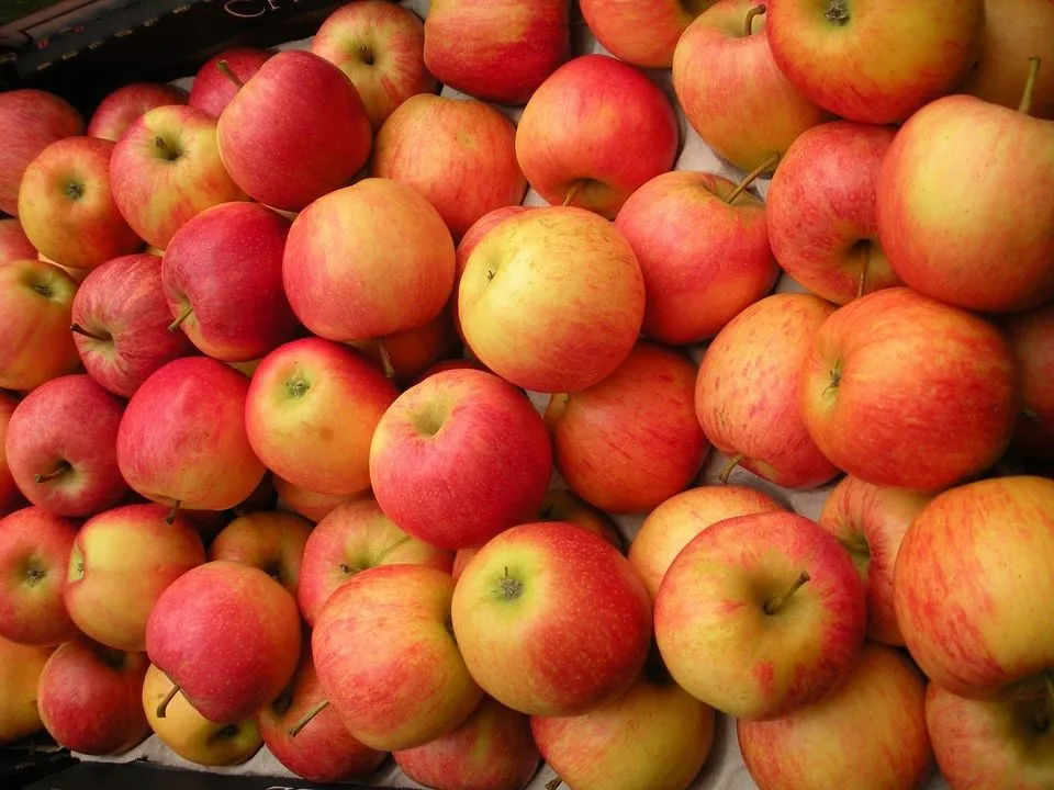 фотография продукта Оптовая продажа яблок Гала