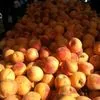 абрикосы готовы к продаже в Новосибирске
