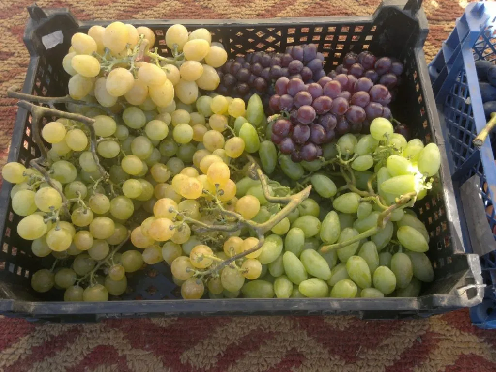 винограда Чарос готов к поставке оптом в Новосибирске