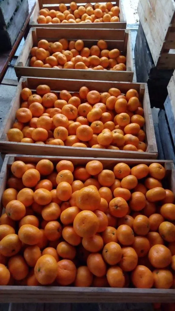 фотография продукта Абхазские мандарины