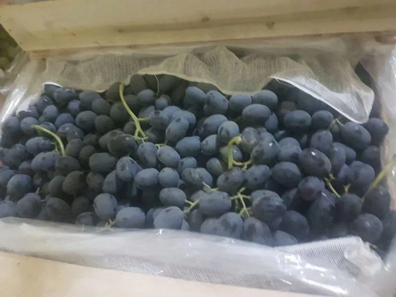 фотография продукта Партия винограда Мерседес