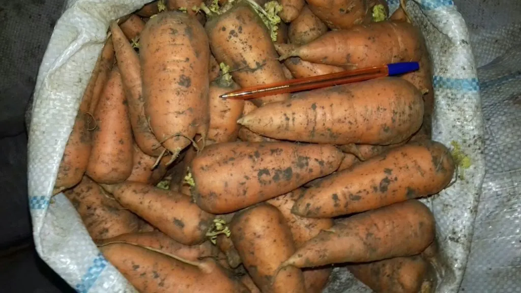 морковь сорт абако оптом в Волгограде 2