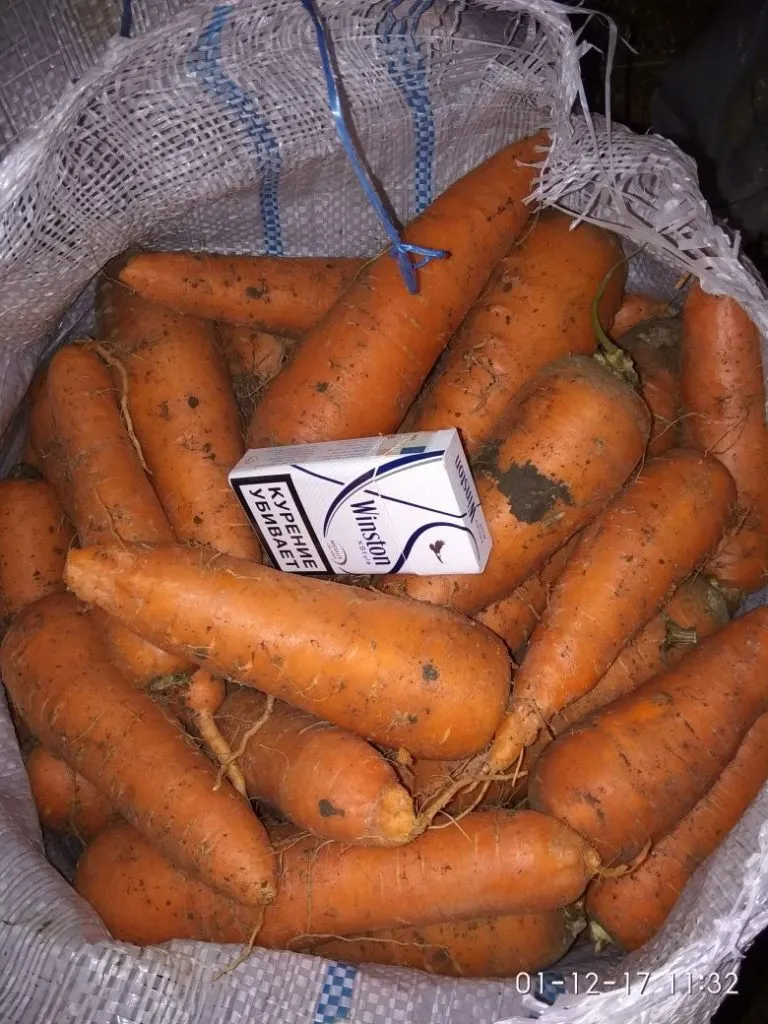фотография продукта Морковь сорт абако оптом