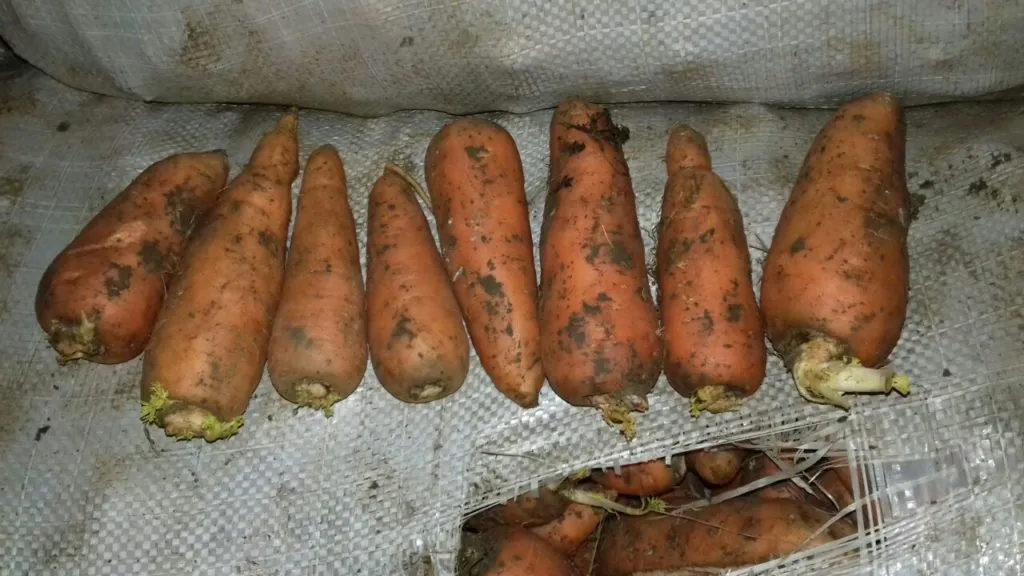 морковь сорт абако оптом в Волгограде 3