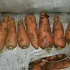 морковь сорт абако оптом в Волгограде 3