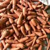 морковь абако оптом в Белогорске