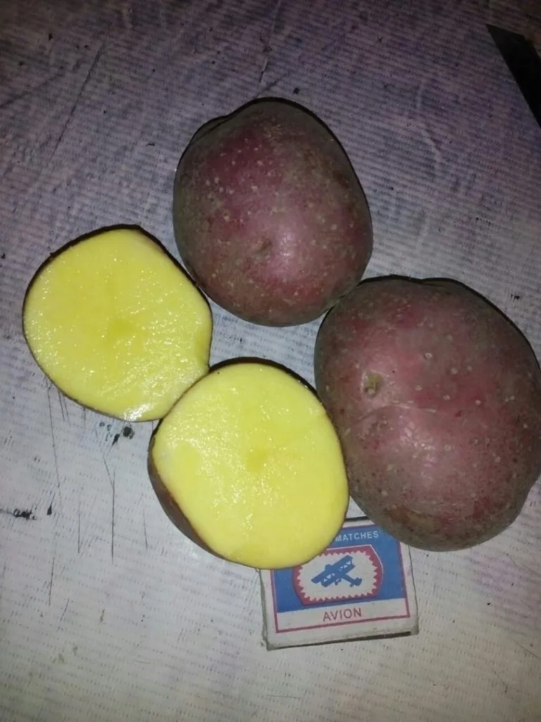 картофель в Минусинске 3