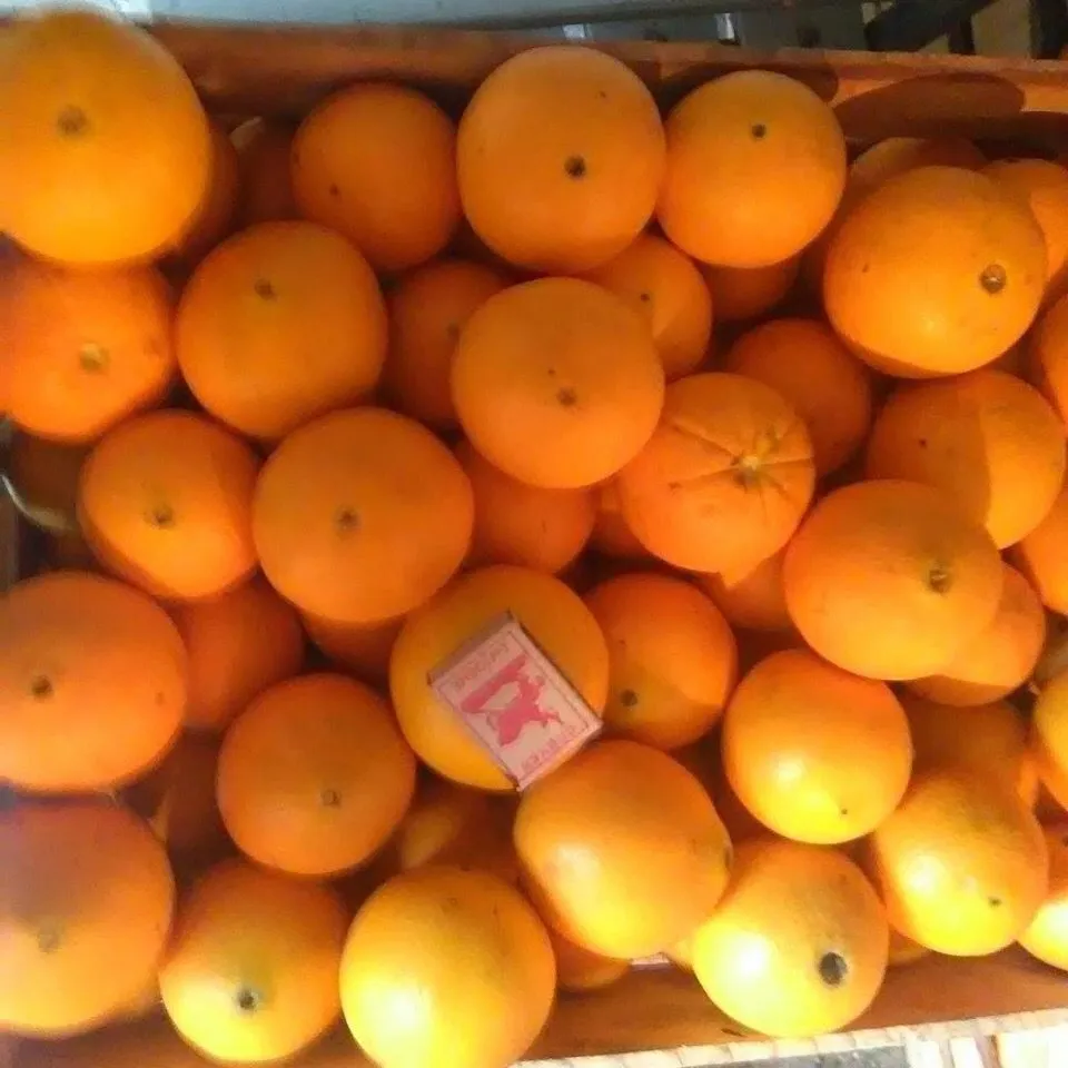 фотография продукта Апельсины сорта Вашингтон калибр 7-12