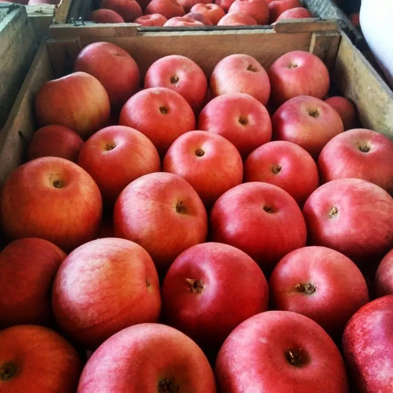 фотография продукта яблоки свежие 