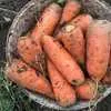 морковь абако, кордоба оптом в Белогорске 4