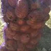 картофель сорт крона, аризона, гала и др в Симферополе 11