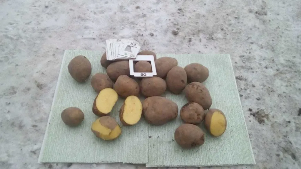 картофель сорт крона, аризона, гала и др в Симферополе 10