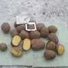 картофель сорт крона, аризона, гала и др в Симферополе 10