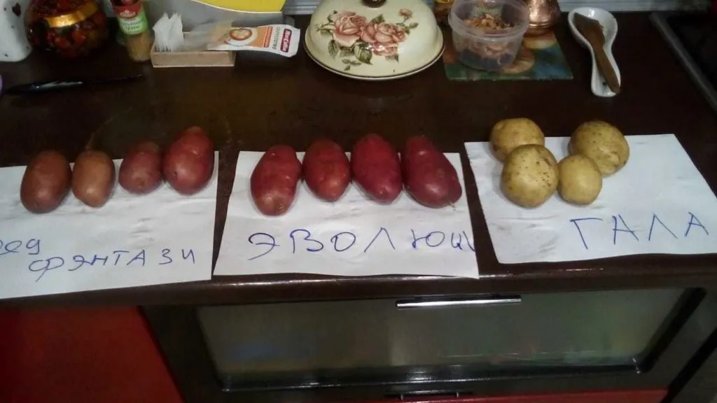 картофель сорт крона, аризона, гала и др в Симферополе 9