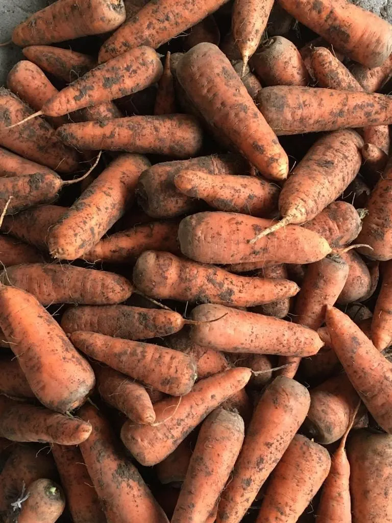 морковь абако, кордоба  оптом в Белогорске 5