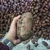 картофель оптом от производителя 5+ в Архангельске