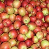 яблоки Кримсон  в Екатеринбурге