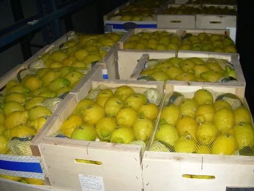 лимоны  в Екатеринбурге