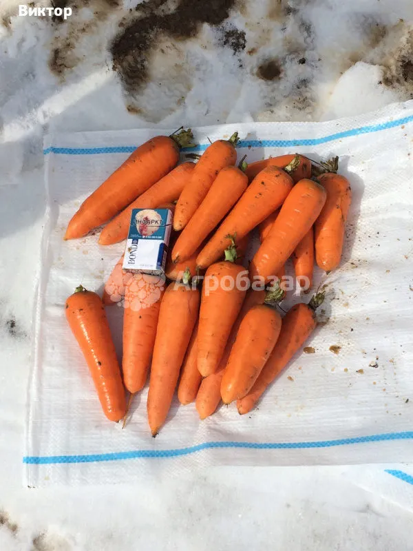 морковь  в Волгограде 5