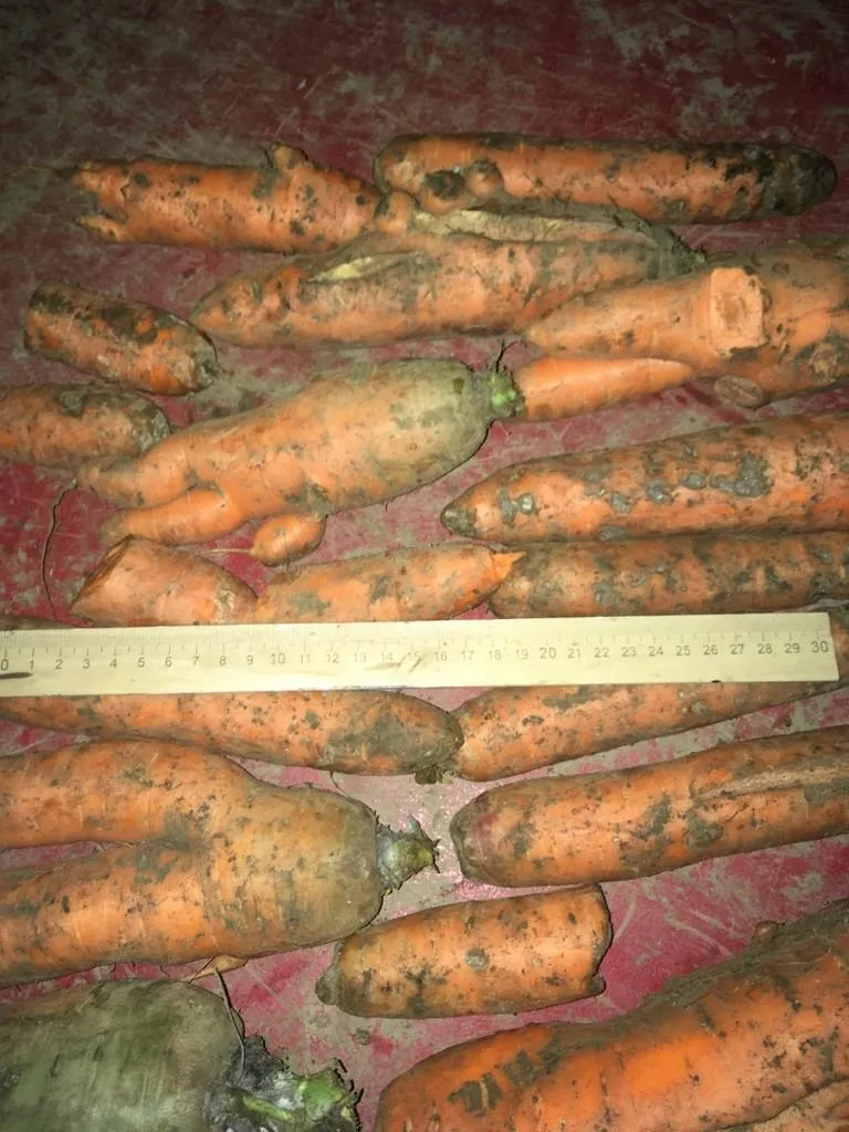 фотография продукта Морковь некондиция на переработку