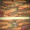 морковь некондиция на переработку в Волгограде