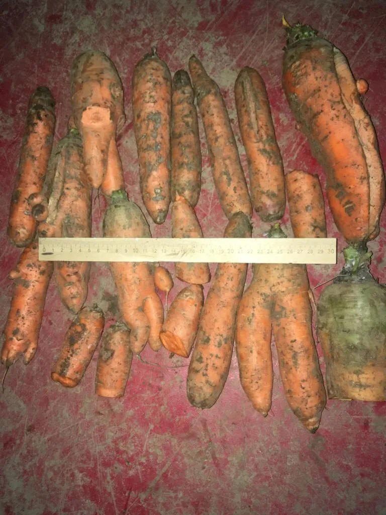 морковь некондиция на переработку в Волгограде 5