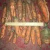 морковь некондиция на переработку в Волгограде 5