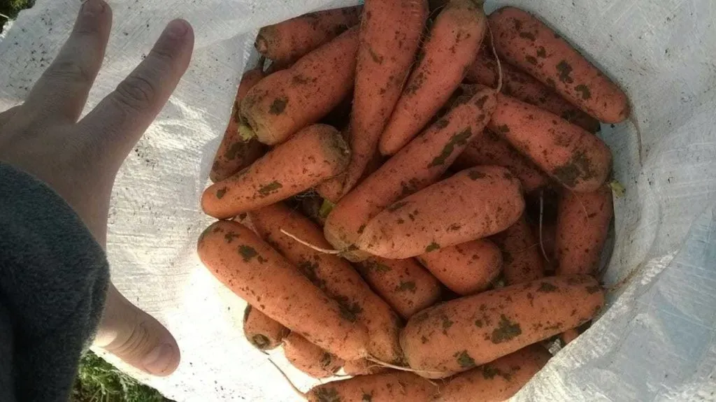 морковь, сорт абако в Симферополе