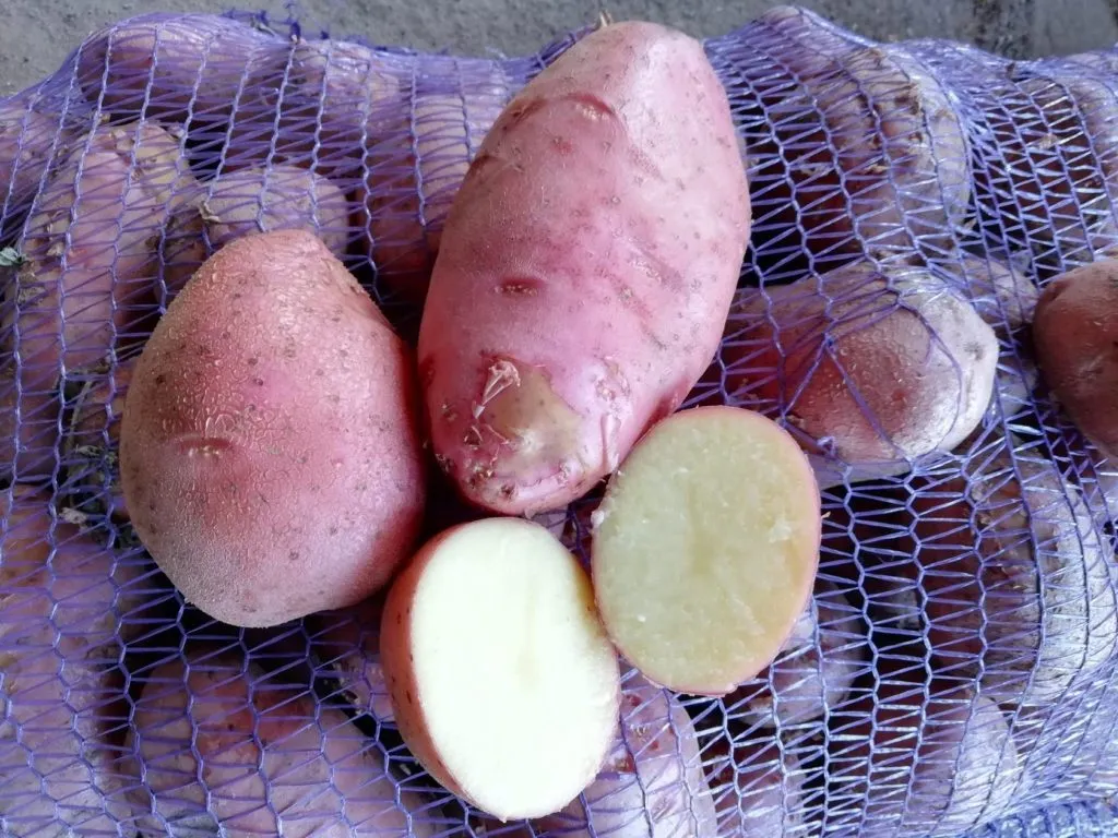 картофель оптом без болезней в Краснодаре 4