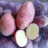 картофель оптом без болезней в Краснодаре 4