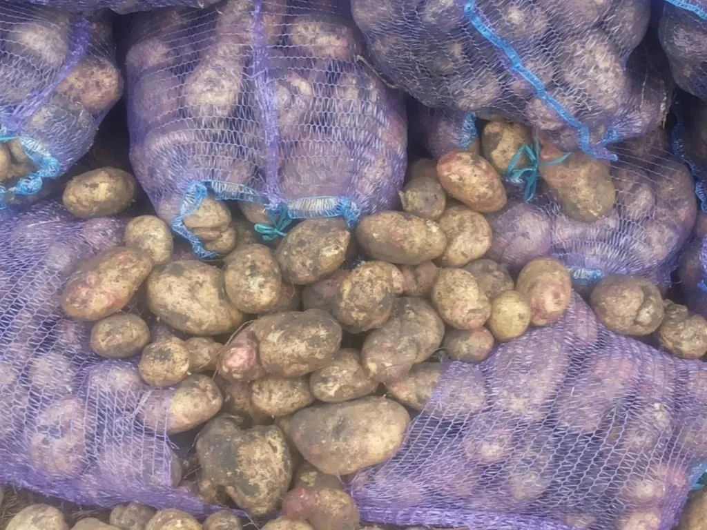 картофель оптом без болезней в Краснодаре