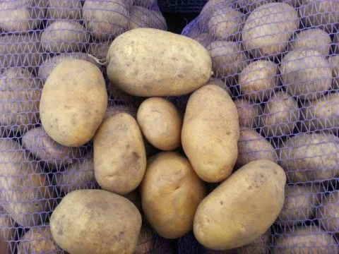 фотография продукта Картофель продовольственный 