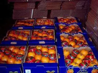 фотография продукта апельсины производство Египет