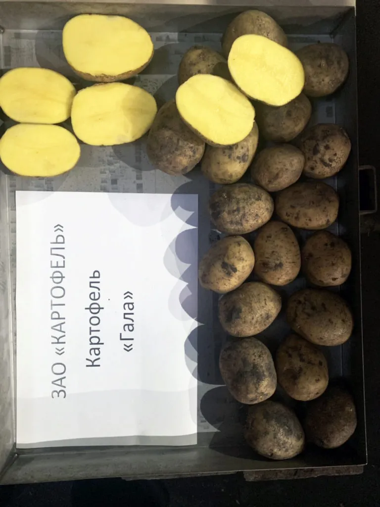 продажа картофеля оптом в Кургане 7