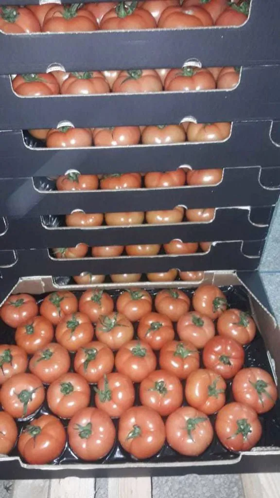 фотография продукта Предлагаю свежий томат (Марокко)