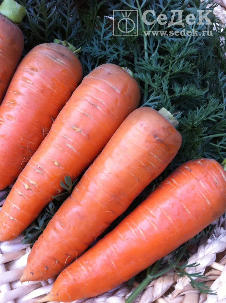 фотография продукта Семена моркови Шантенэ 2461 СеДеК