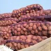 картофель оптом в Ижевске