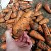 морковь, каскад, абако в Симферополе 6