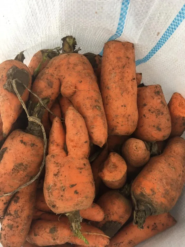 фотография продукта Морковь на переработку 8 руб. 