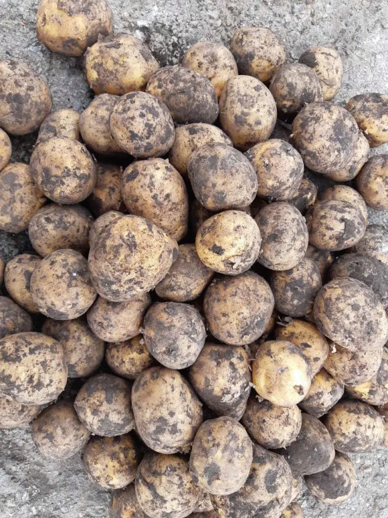 картофель семенной Гала - 12р. в Кургане