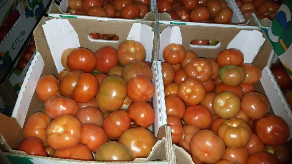 фотография продукта помидоры сорт "Тореро"