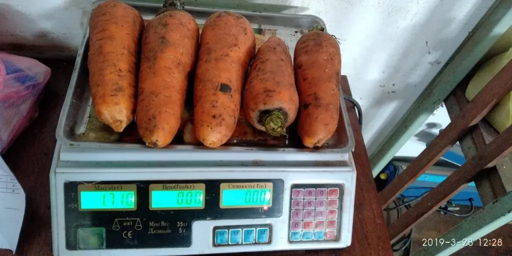 фотография продукта Морковь абака,каскад оптом