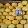 лимон Ламас в Турции 2