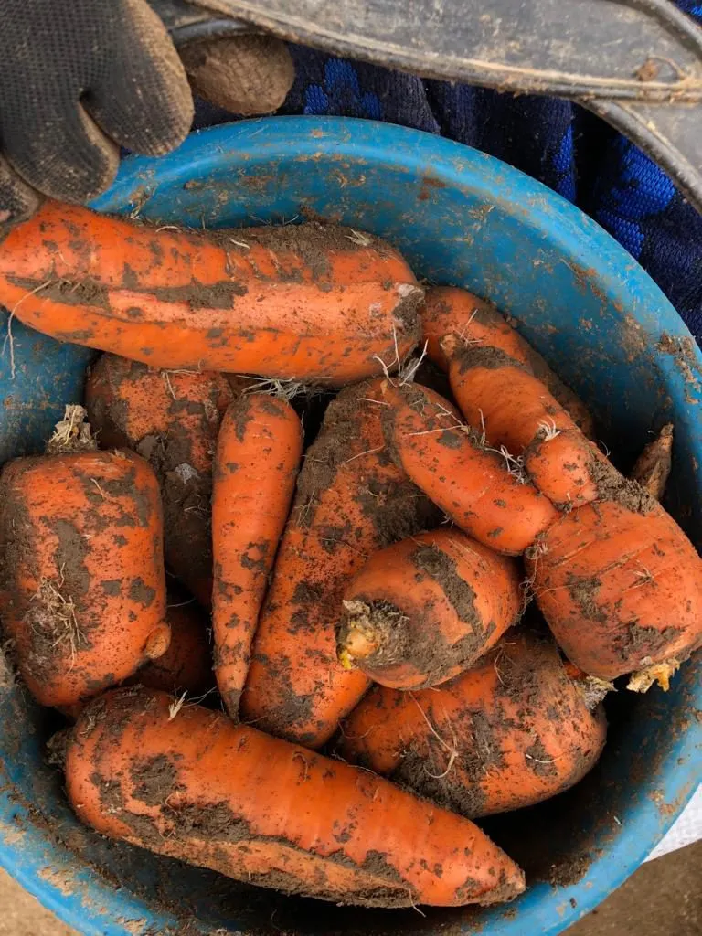 фотография продукта Морковь на пром.переработку Крым